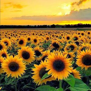 Meet your Posher, Daisy